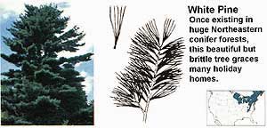 Buying Christmas Trees: A Field Guide